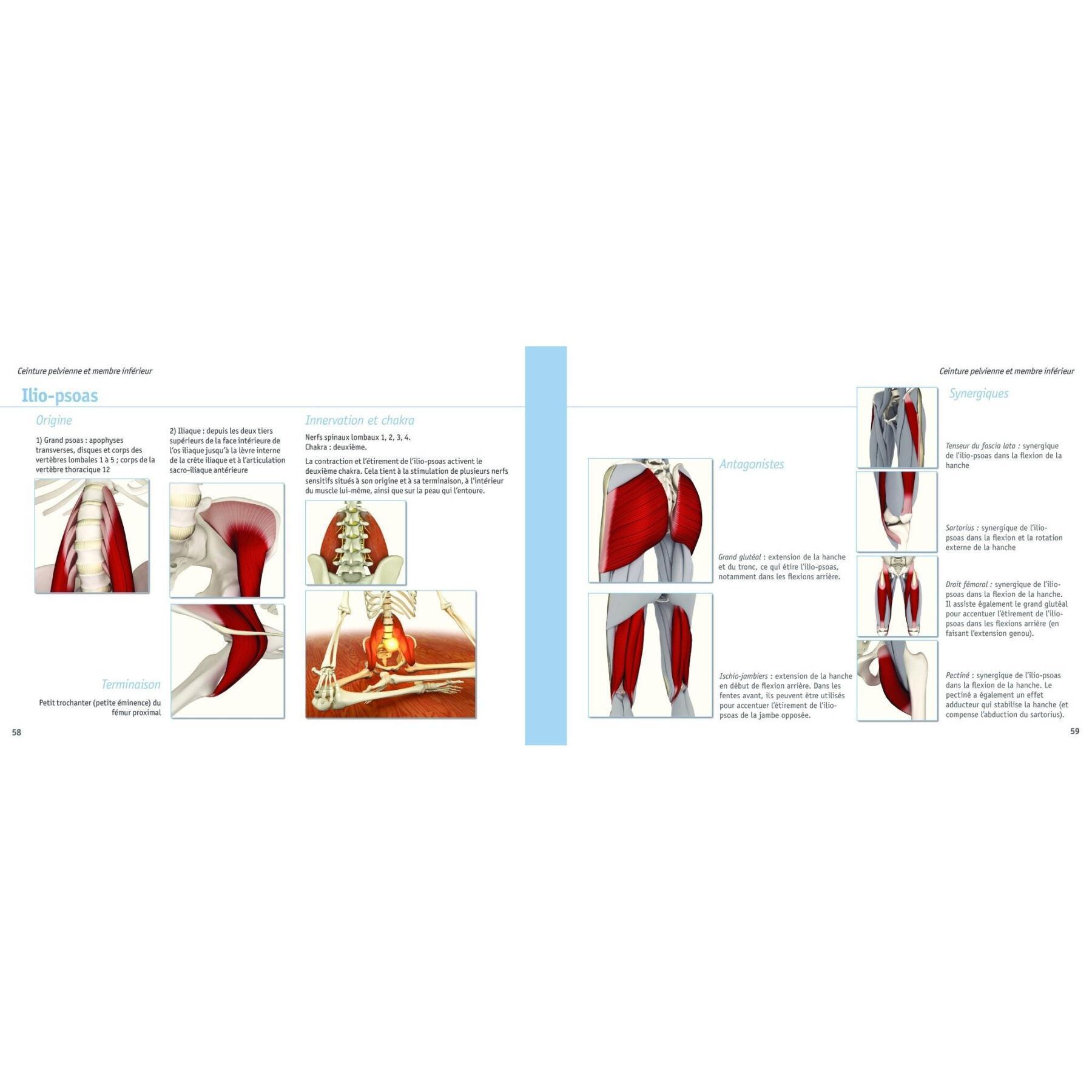 Libro anatomía-músculos del yoga Hachette